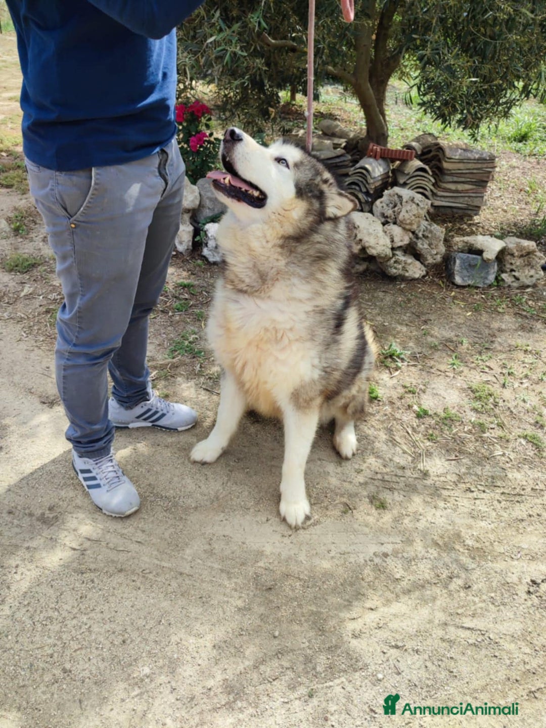 Husky cani in regalo: Stupendi malamute  IN REGALO a Città metropolitana di Catania - Annuncio 3