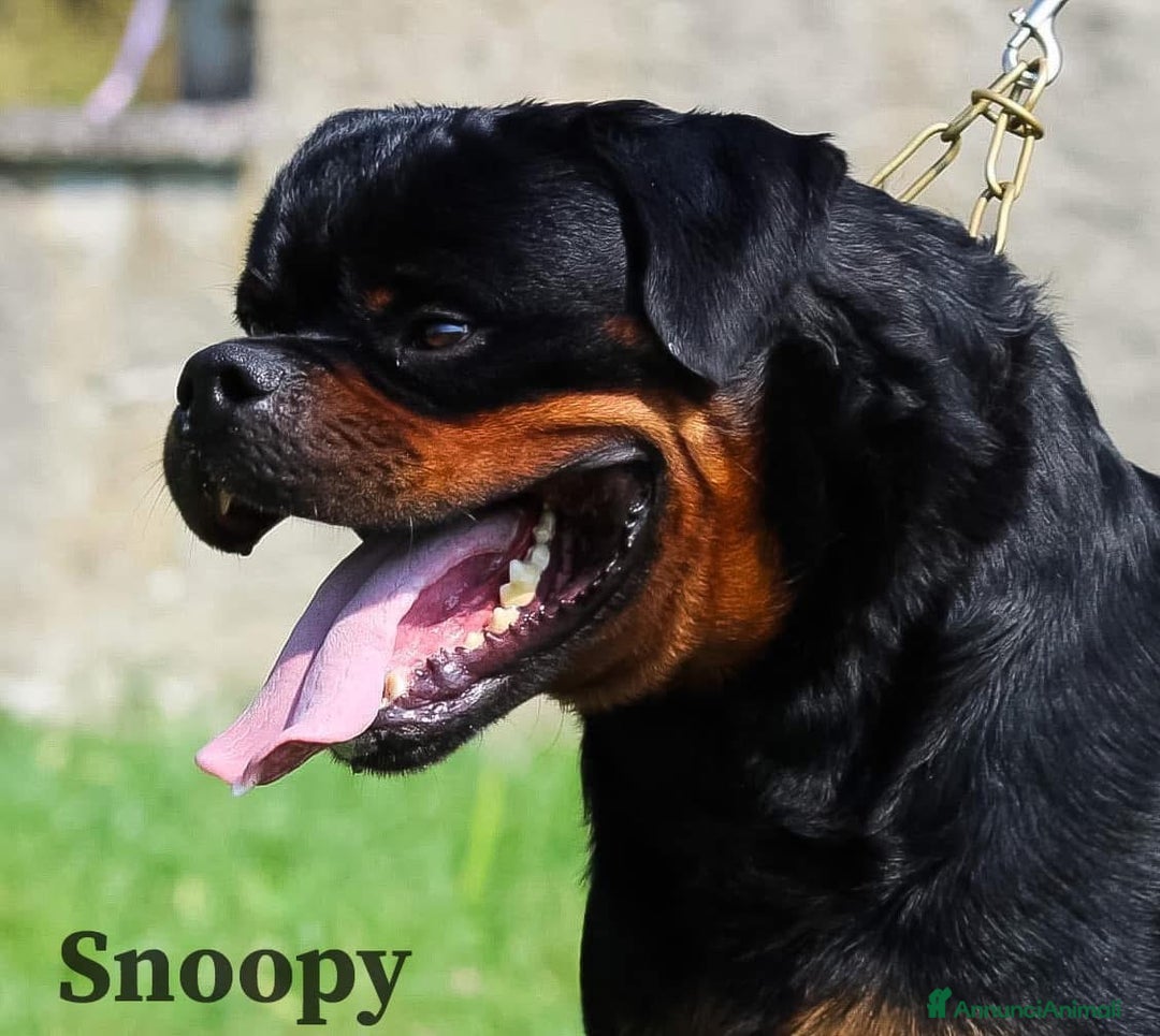 Rottweiler cani in vendita: Cuccioli maschi ROTTWEILER  a Metropolitan City of Turin - Immagine 8