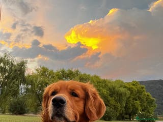 Golden Retriever cani Golden Retriever maschio, Ettore, cerca fidanzata a Città Metropolitana di Torino - Annuncio 2