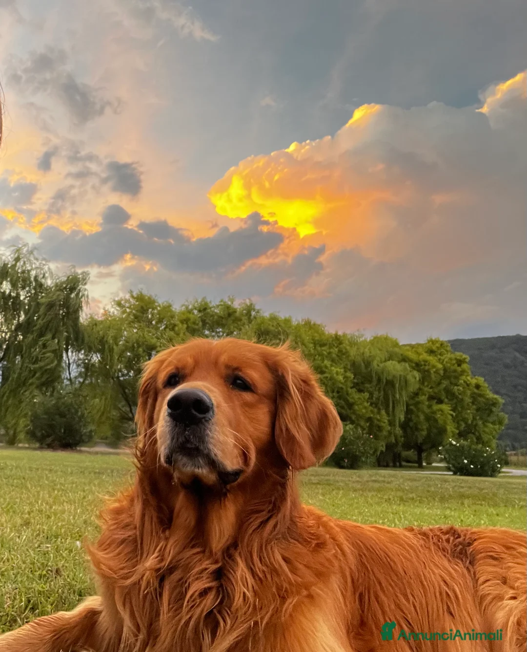 Golden Retriever cani per accoppiamento: Golden Retriever, Inglese. Ettore, cerca fidanzata a Città Metropolitana di Torino - Annuncio 1