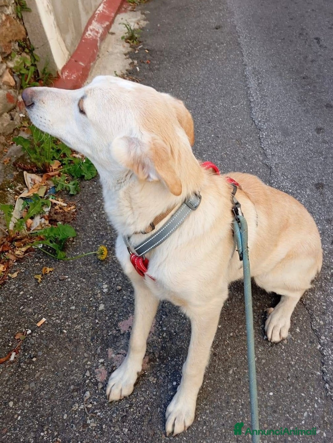 Meticcio cani in regalo: Shakira dolce cucciola 5 mesi taglia media  - Annuncio 4