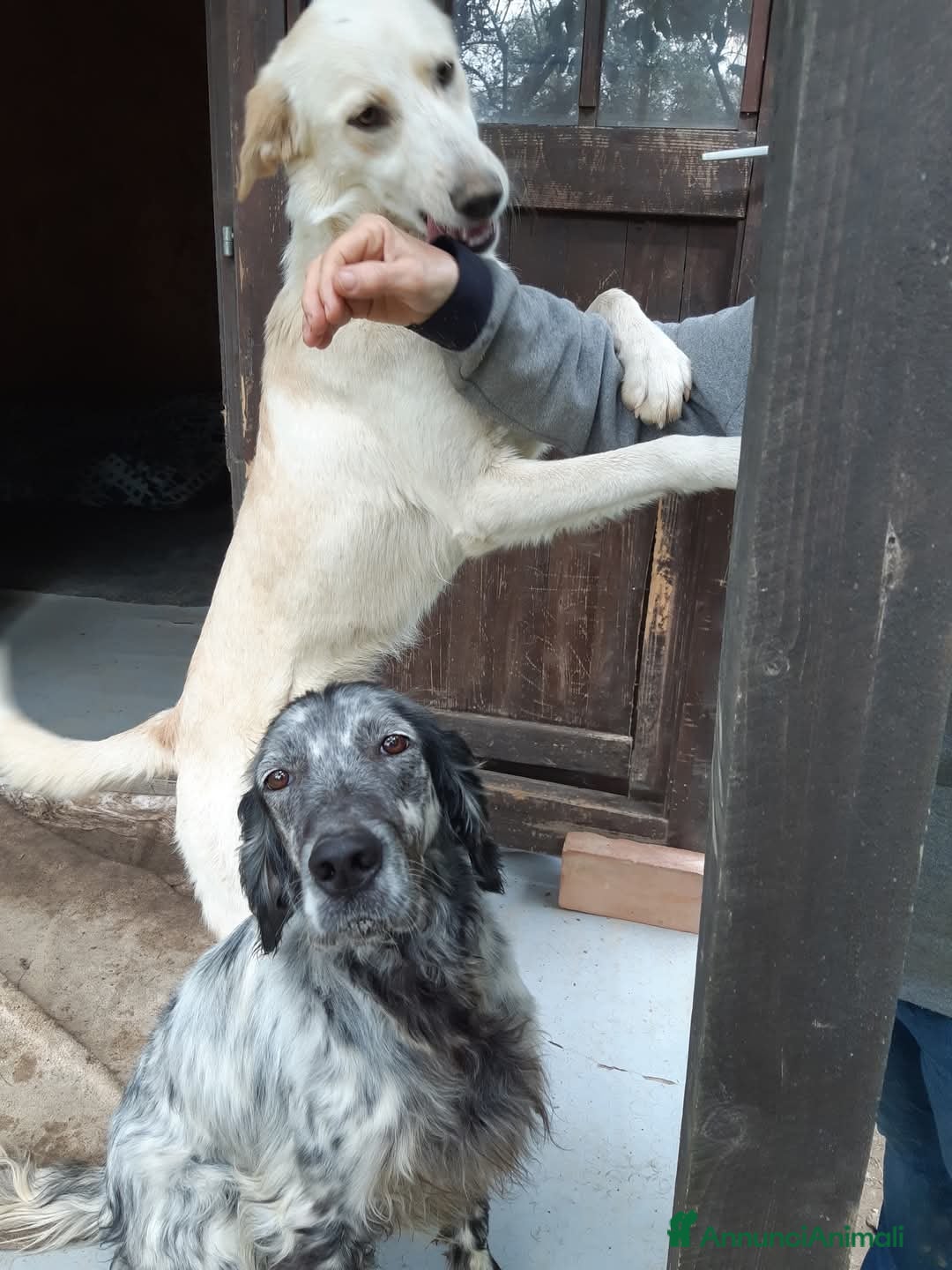 Meticcio cani in regalo: Gina 2anni mix Labrador ok gatti. SOS SICILIA  - Annuncio 3