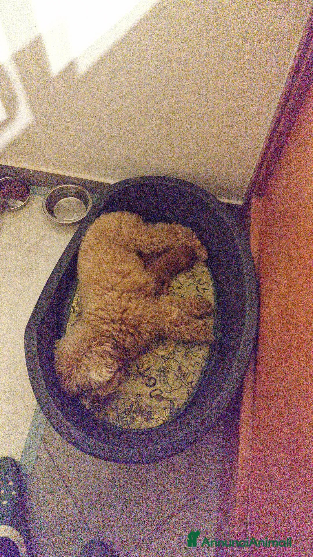 Barboncino Toy cani in vendita: Barboncino  - Annuncio 5