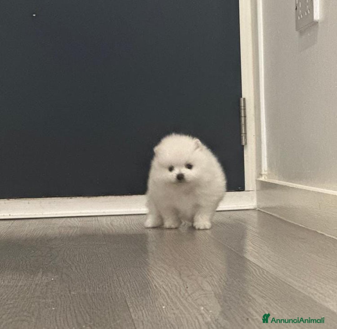 Volpino Pomerania cani in vendita: Cuccioli di Pomerania - Annuncio 12