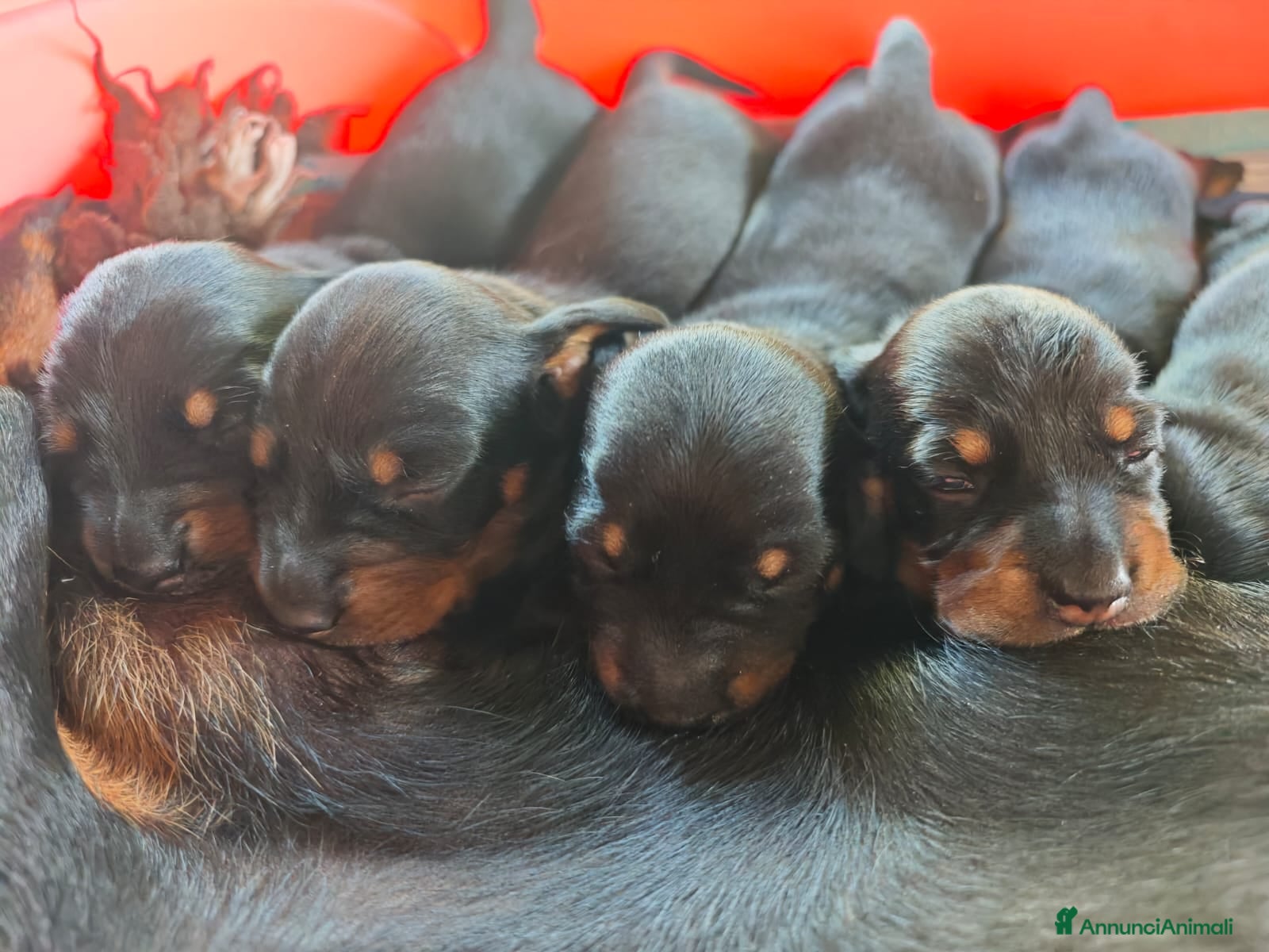 Bassotto cani Cuccioli bassotto - Annuncio 3