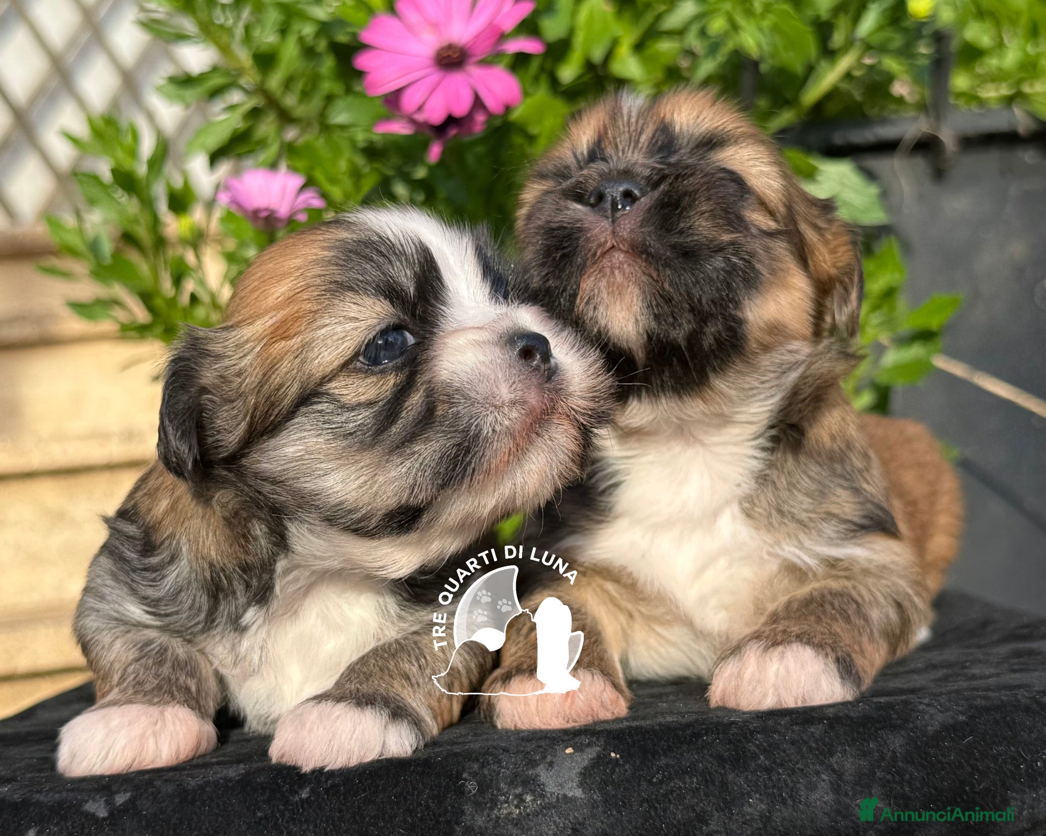 Maltipoo cani Tre Quarti di Luna Barboncino Maltipoo Lhasa Apso - Annuncio 13