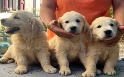 Golden Retriever cani in vendita: Cuccioli di golden retriever linea inglese  a Provincia di Mantova - Immagine 4