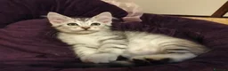 Siberiano gatti in vendita: Siberiano  - Annuncio 4