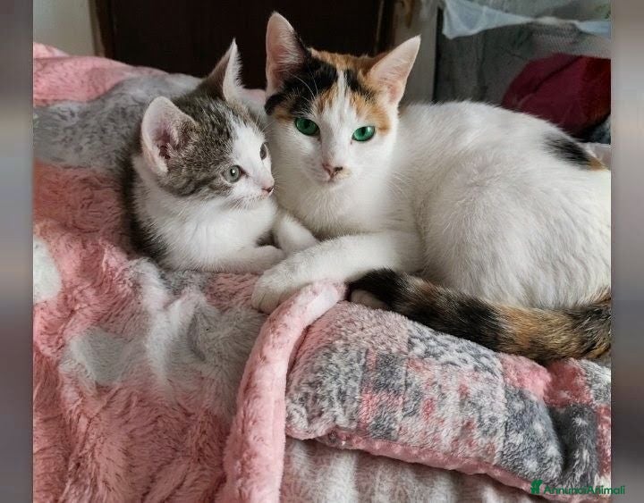 Altre razze gatti Calico - Annuncio 1