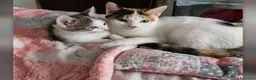 Altre razze gatti in vendita: Calico - Annuncio 1