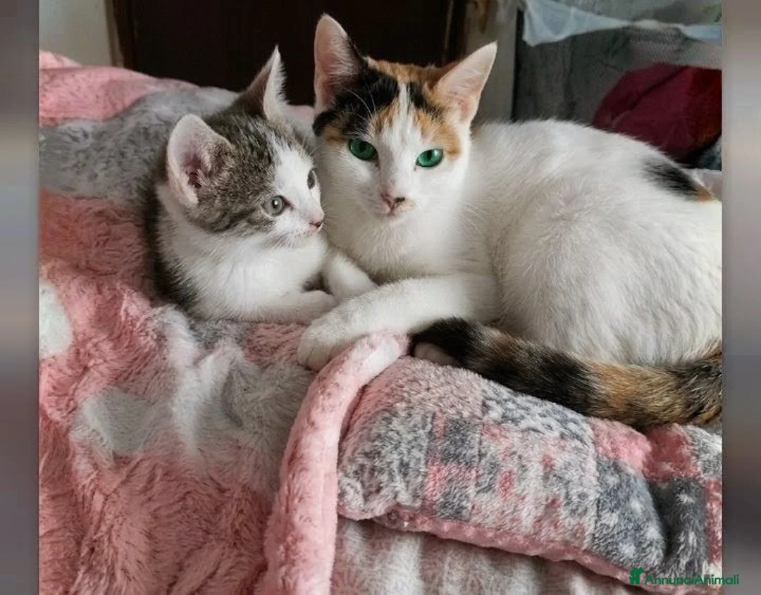 Altre razze gatti in vendita: Calico - Annuncio 1