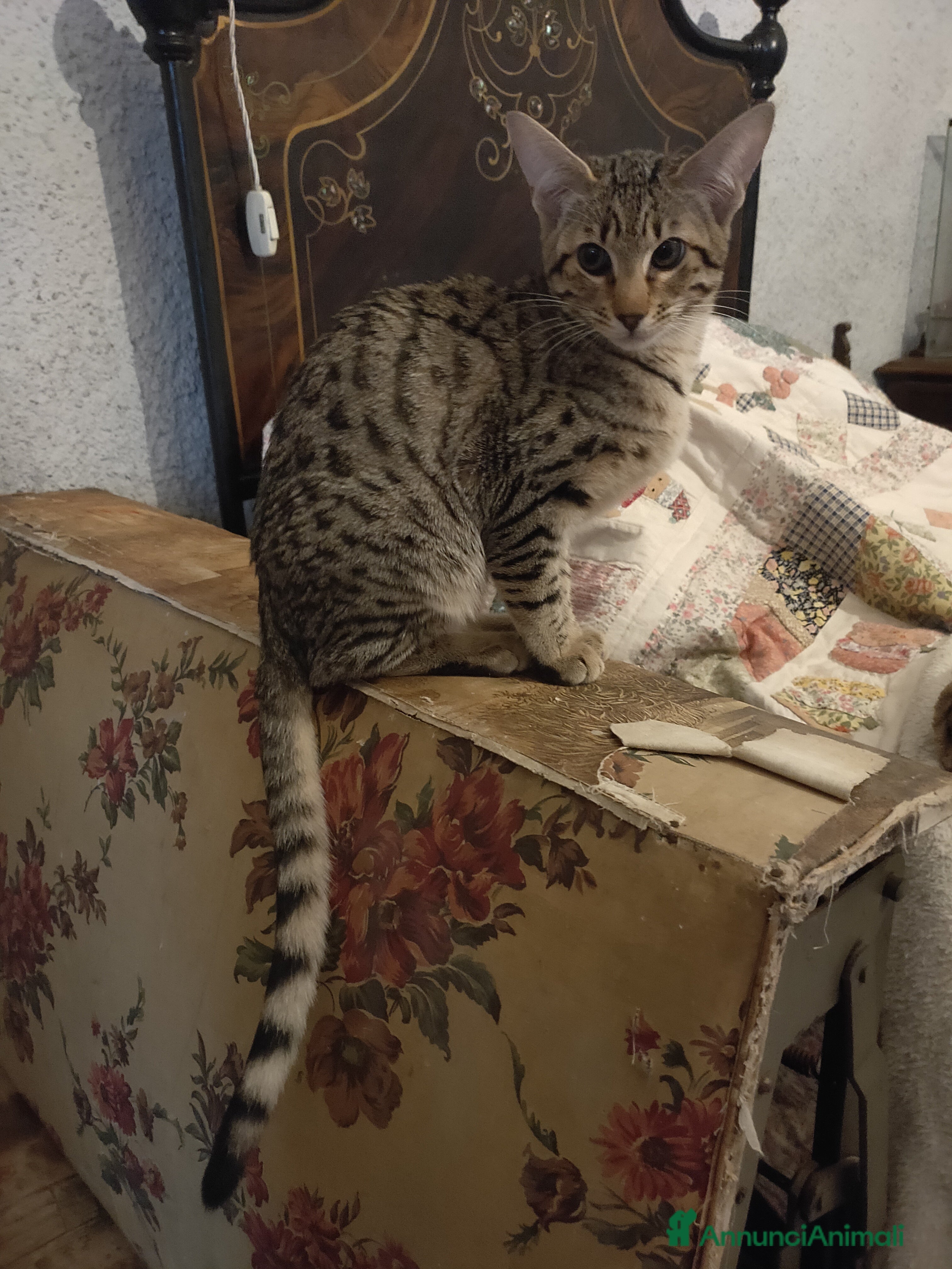 Savannah gatti Gatto di razza Savannah  - Annuncio 2