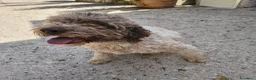 Lagotto cani in vendita: CUCCIOLI DI LAGOTTO ROMAGNOLO CON PEDIGREE - Annuncio 3