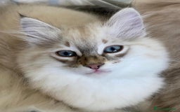 Siberiano gatti in vendita: Gatti cuccioli Siberiani ipoallergenici a Provincia di Forlì-Cesena - Immagine 18