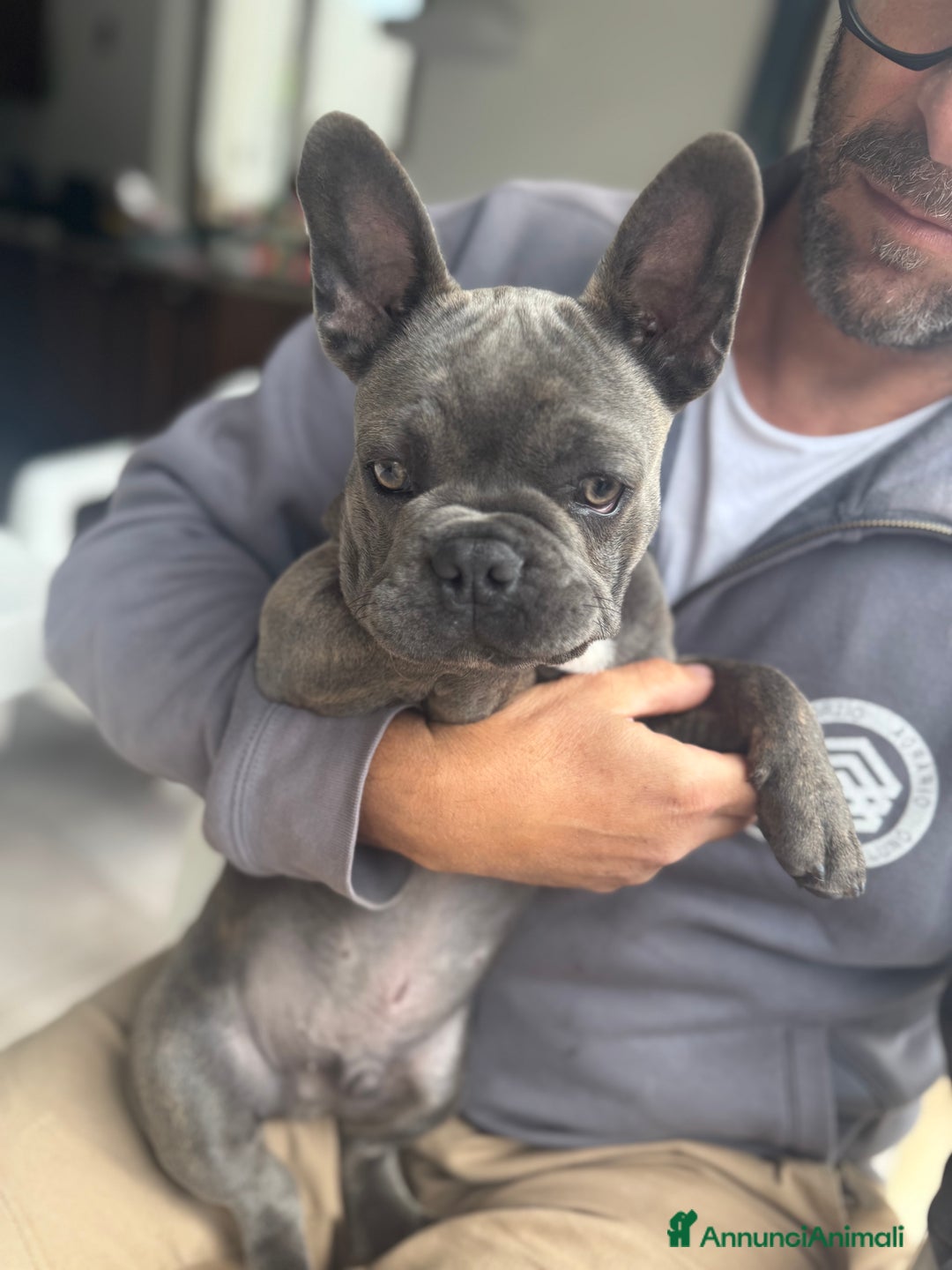 Bulldog Francese cani in vendita: Buldog francese esotico  a Provincia di Sassari - Immagine 7