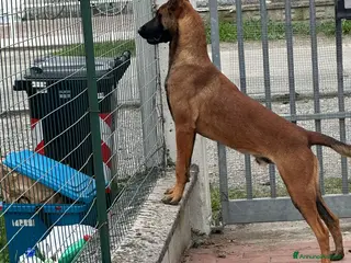 Pastore Belga cani Pastore Belga malinois 1 anno - Annuncio 1
