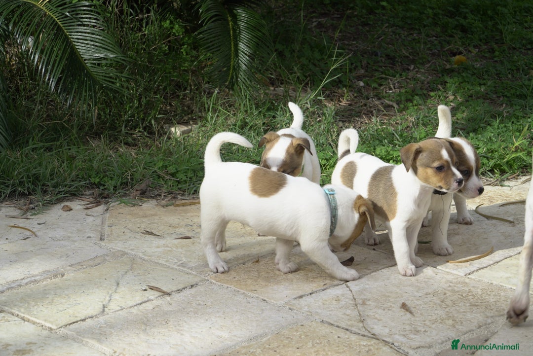 Jack Russell cani in vendita: Cuccioli jack russel  - Annuncio 8