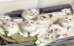 Ragdoll gatti in vendita: Ragdoll kittens  a Provincia di Matera - Immagine 1