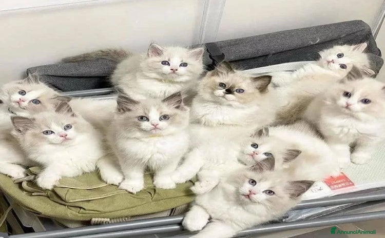Ragdoll gatti a Provincia di Matera - Annuncio 3