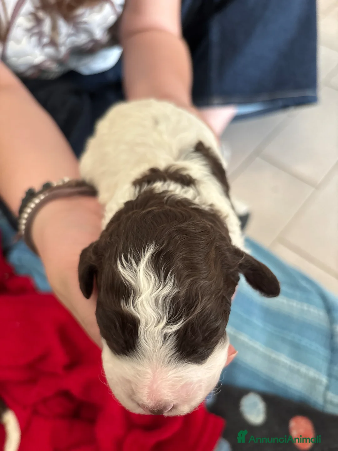 Lagotto cani in vendita: Cuccioli Lagotto Romagnolo - Annuncio 10