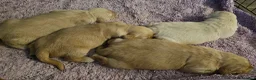 Golden Retriever cani in vendita: Cucciole Golden Retriever  - Annuncio 12