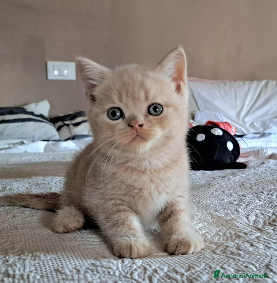 British gatti in vendita: Cuccioli british blu e crema - Annuncio 1