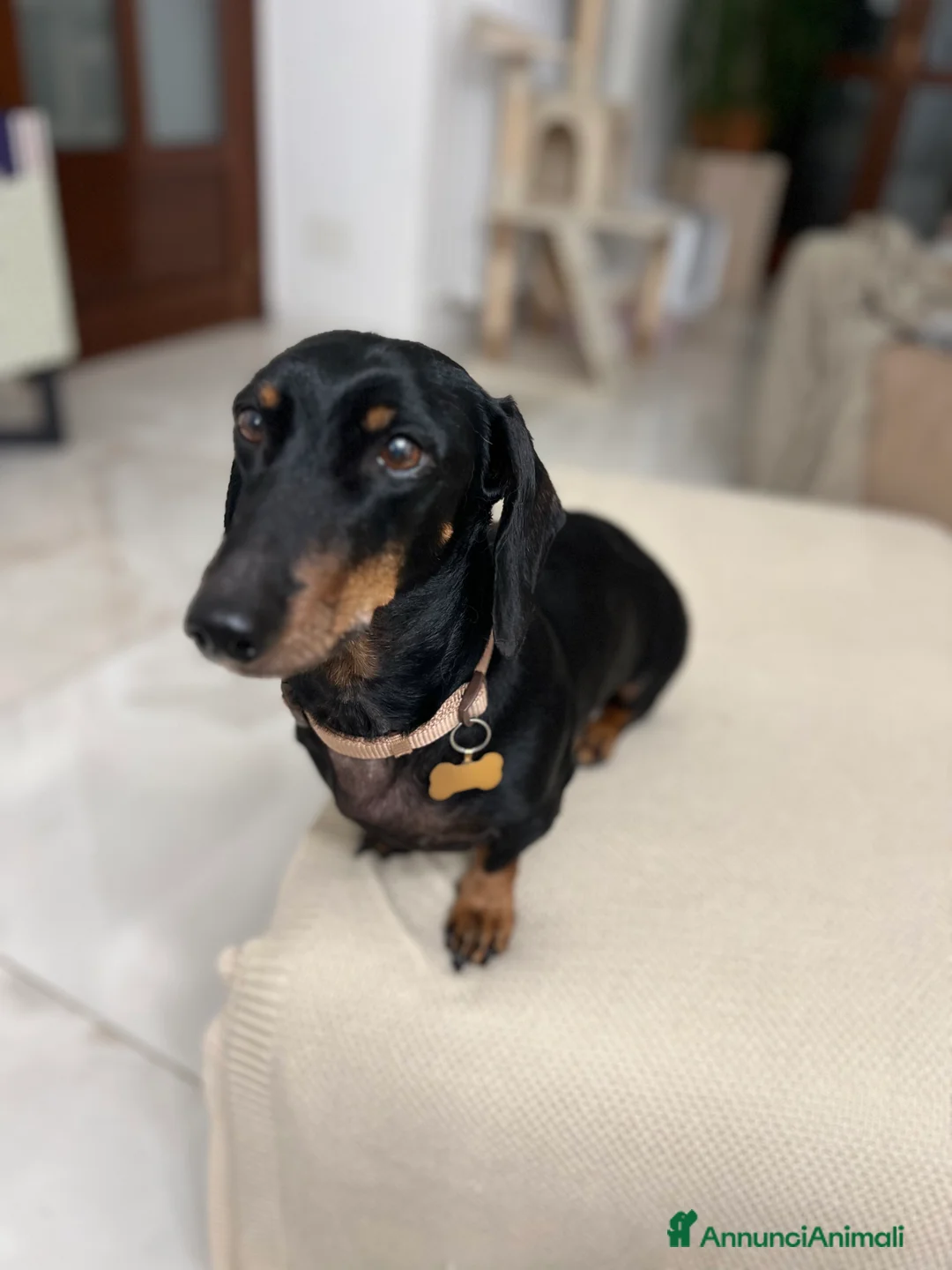 Bassotto cani in regalo: Bassotto nano nero focato  - Annuncio 2