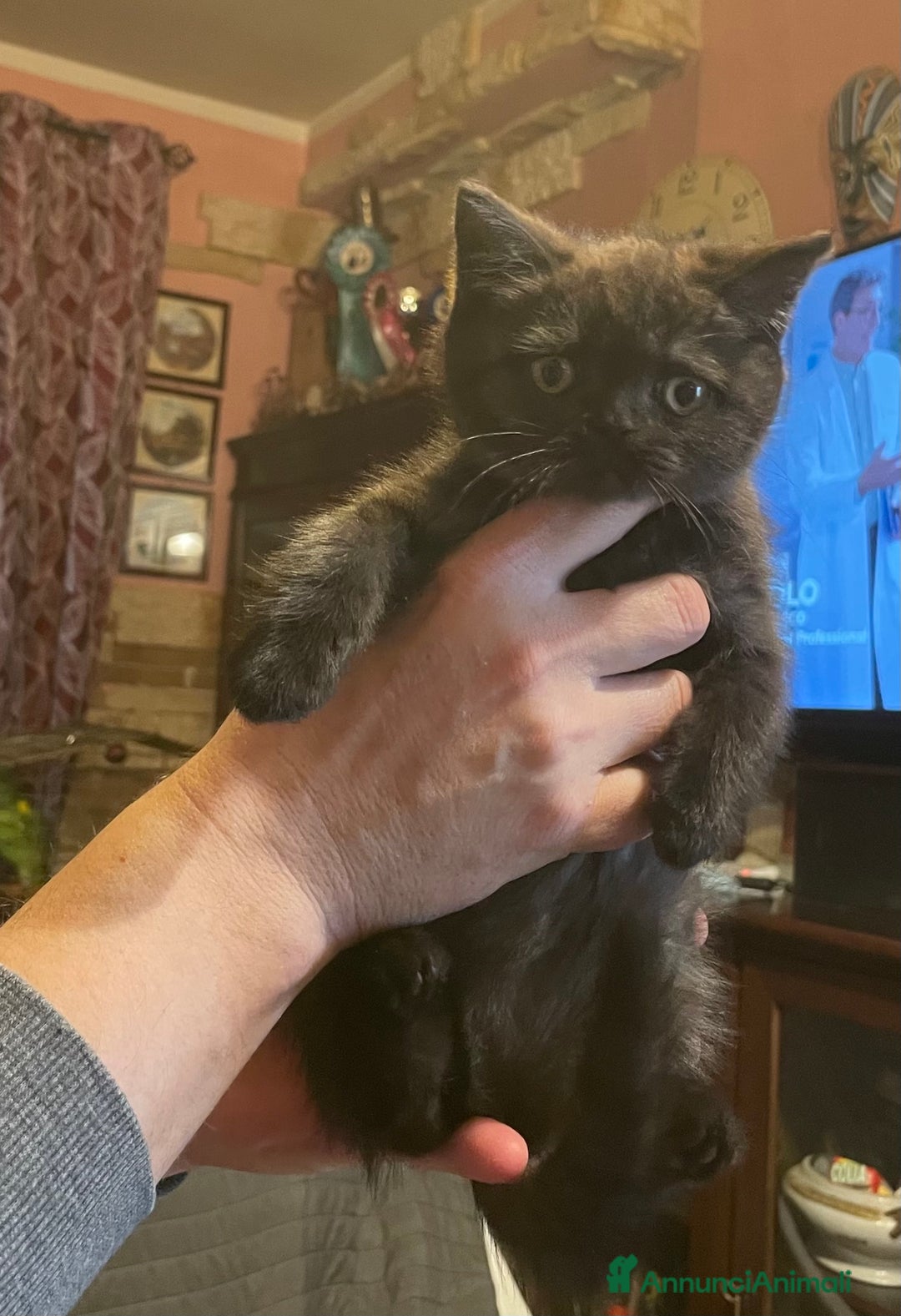 Scottish gatti in vendita: CUCCIOLI SCOTTISH STRAIGHT MASCHIO E FEMMINA  - Annuncio 6