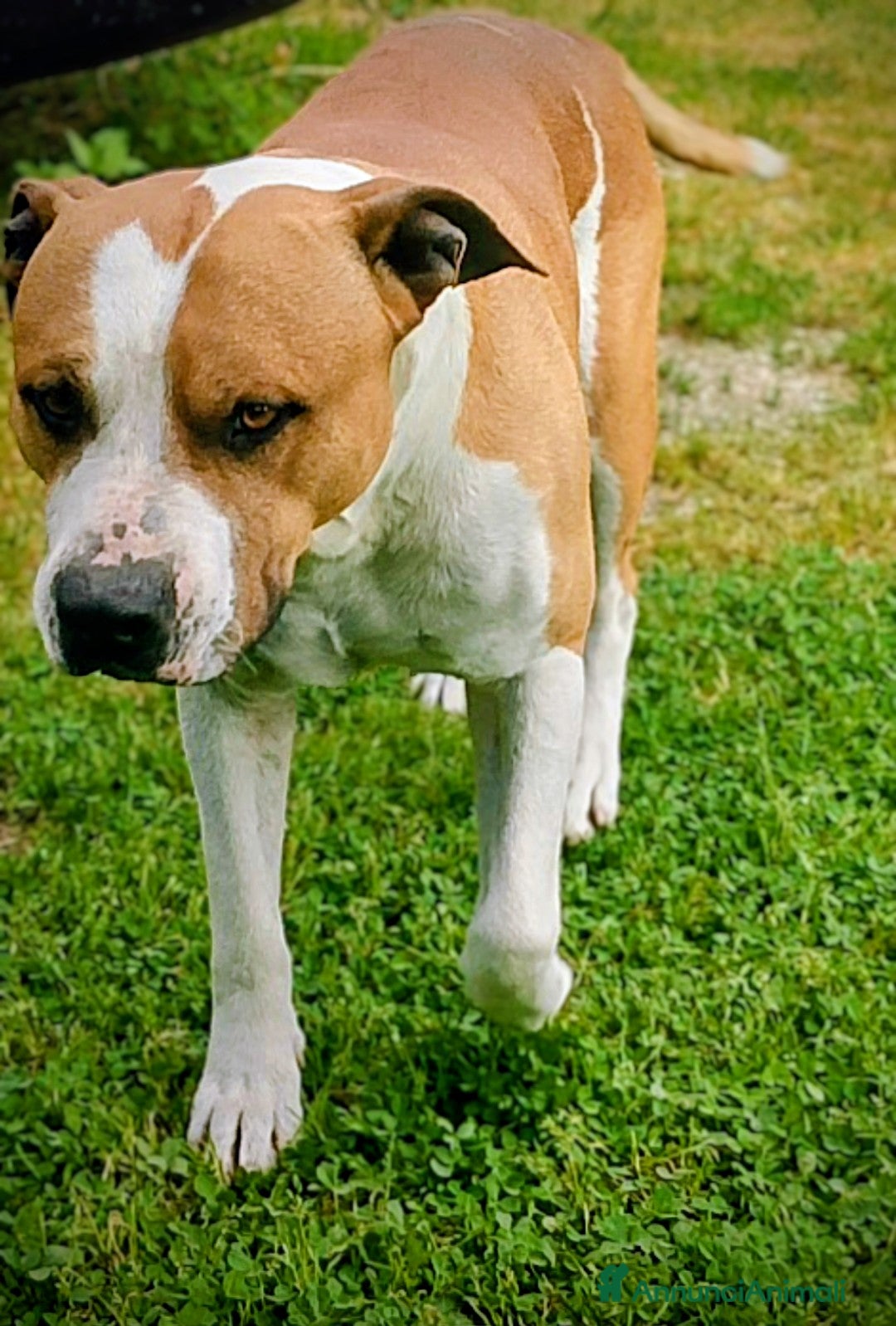 American Staffordshire cani in regalo: Regalo american staff - Annuncio 2