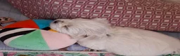 Maltese cani in vendita: Maltese cucciolo maschio  - Annuncio 2
