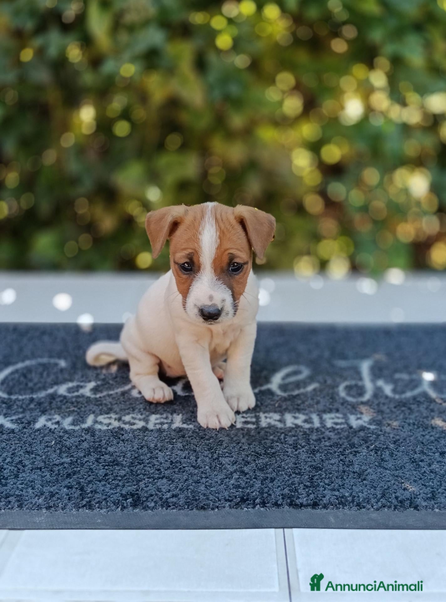 Jack Russell cani Cuccioli di Jack Russell  - Annuncio 6