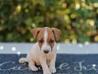 Jack Russell cani Cuccioli di Jack Russell - Annuncio 6