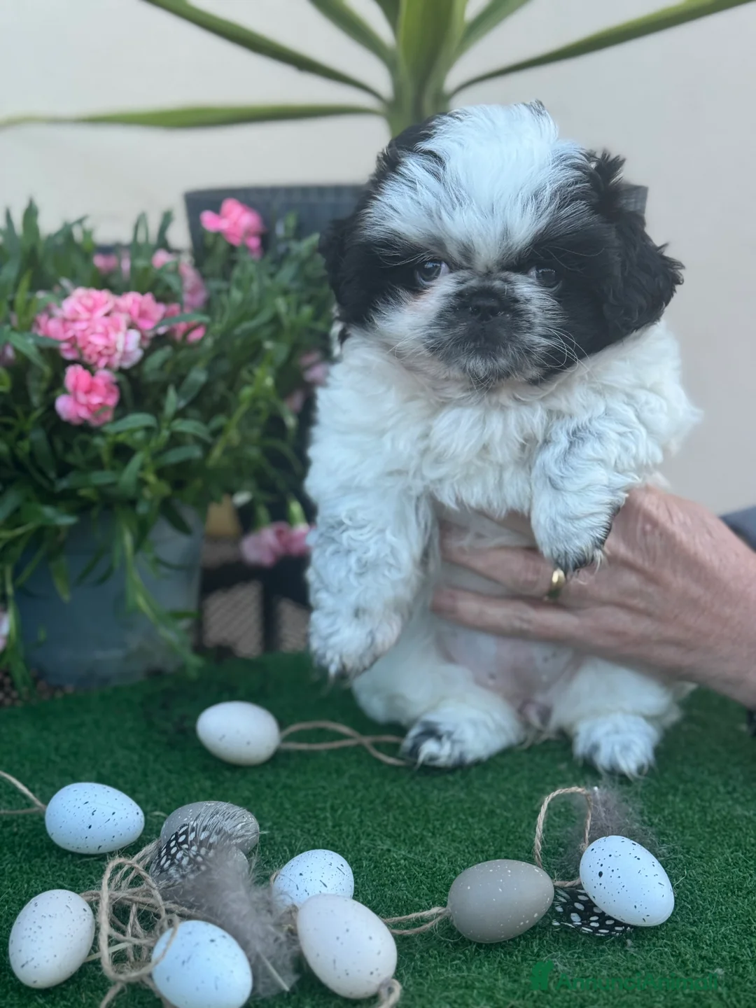 Pechinese cani in vendita: Cuccioli pechinese  - Annuncio 2