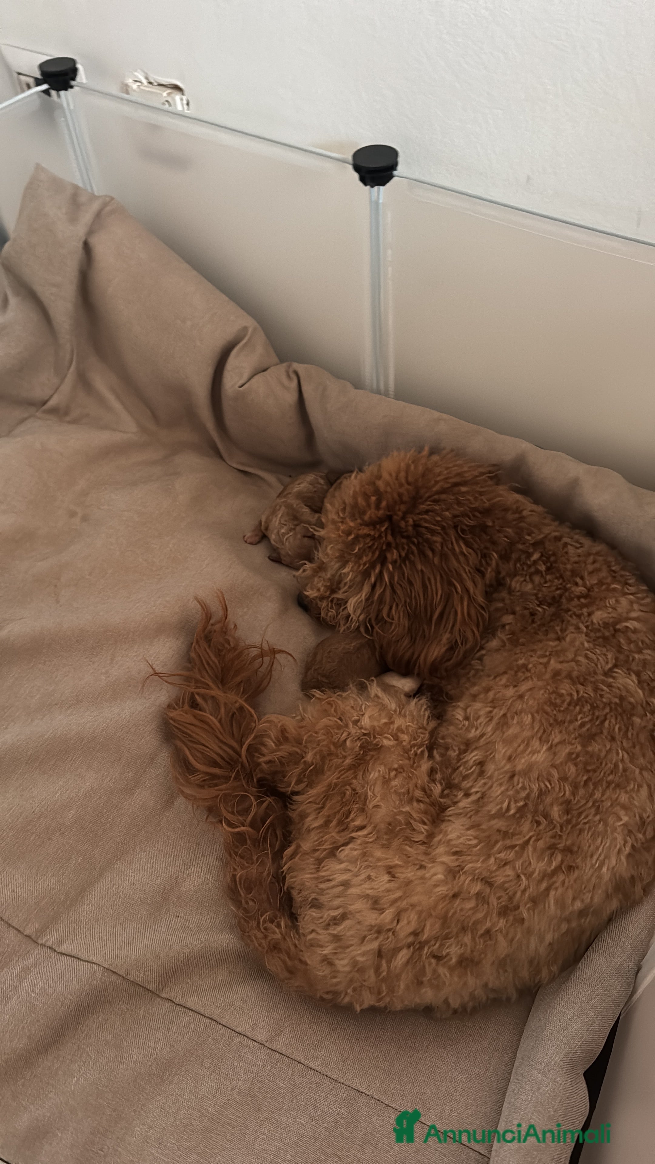 Barboncino cani Cucciolata barboncini nani - Annuncio 14