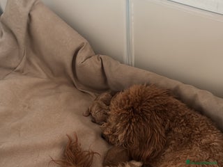 Barboncino cani Cucciolata barboncini nani - Annuncio 7