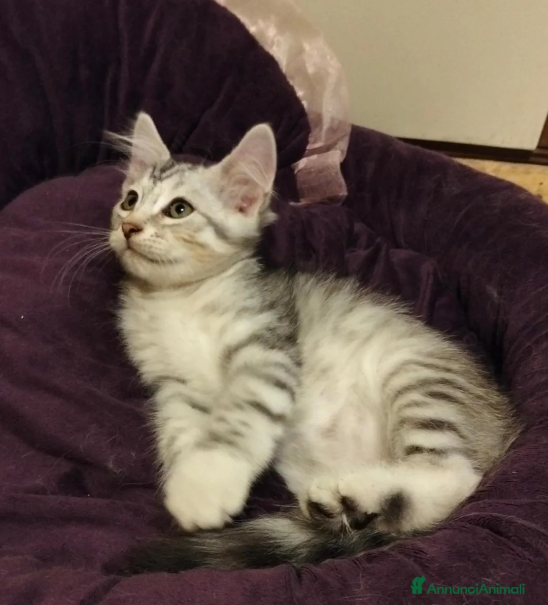 Siberiano gatti in vendita: Siberiano  - Annuncio 5