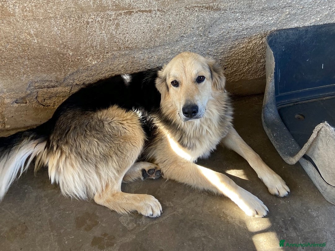 Meticcio cani in regalo: LEONE, cagnolone straordinario! Tg grande. - Annuncio 7