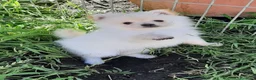 Spitz cani in vendita: Cuccioli di Spitz  - Annuncio 7