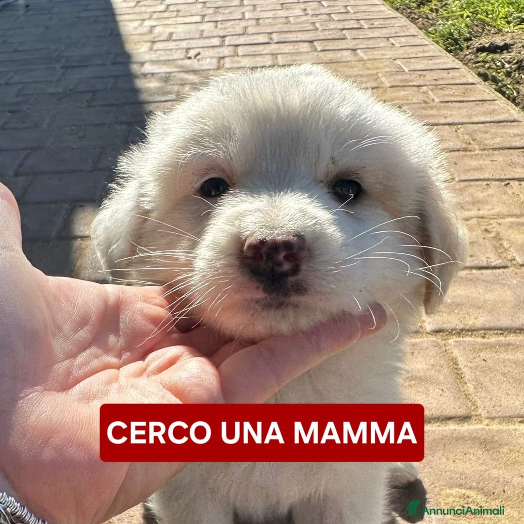 Meticcio cani in regalo: RAYAN 💙-cucciolo di 1 mese, pastore cerca casa - Annuncio 2