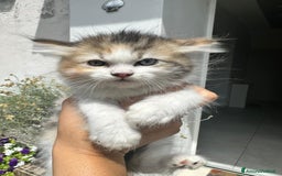 Persiano gatti in vendita: Gattine persiane normotipo  a Provincia di Reggio Emilia - Immagine 11