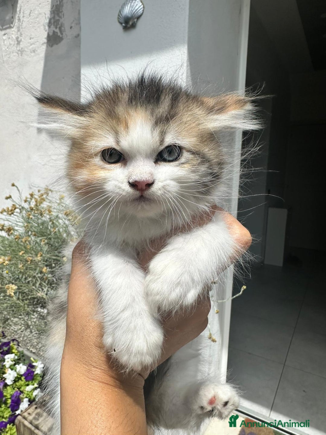 Persiano gatti in vendita: Gattine persiane normotipo  a Provincia di Reggio Emilia - Immagine 11