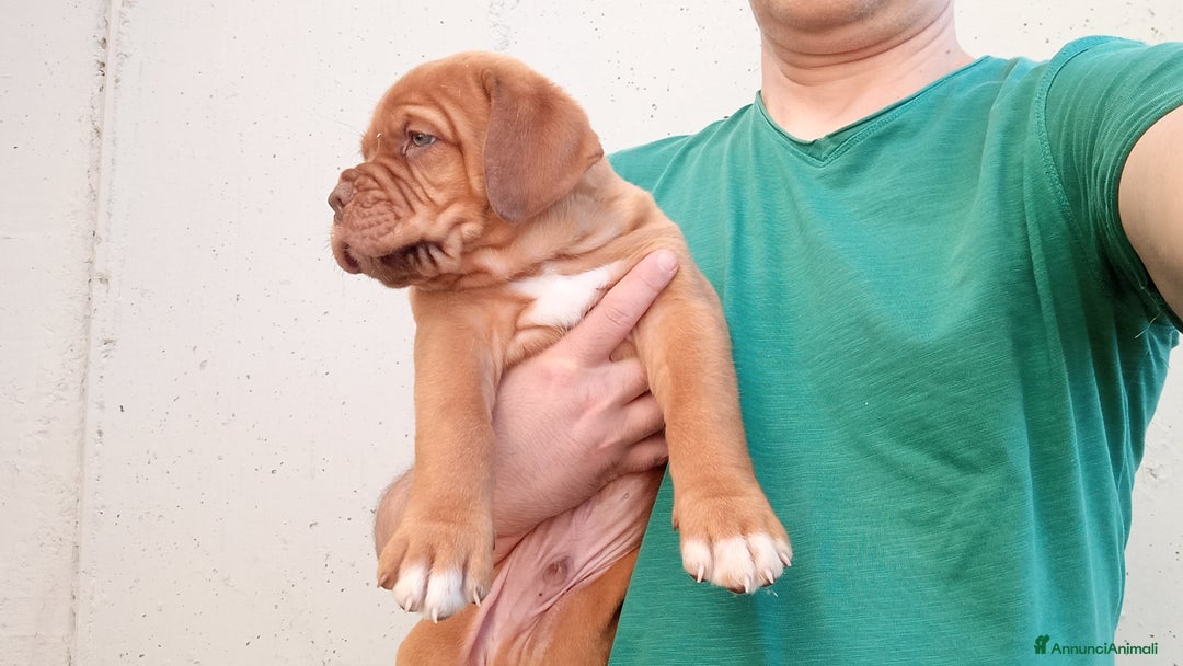 Dogue de Bordeaux cani in vendita: Disponibili Cuccioli di Dogue de Bordeaux a Provincia di Modena - Immagine 10