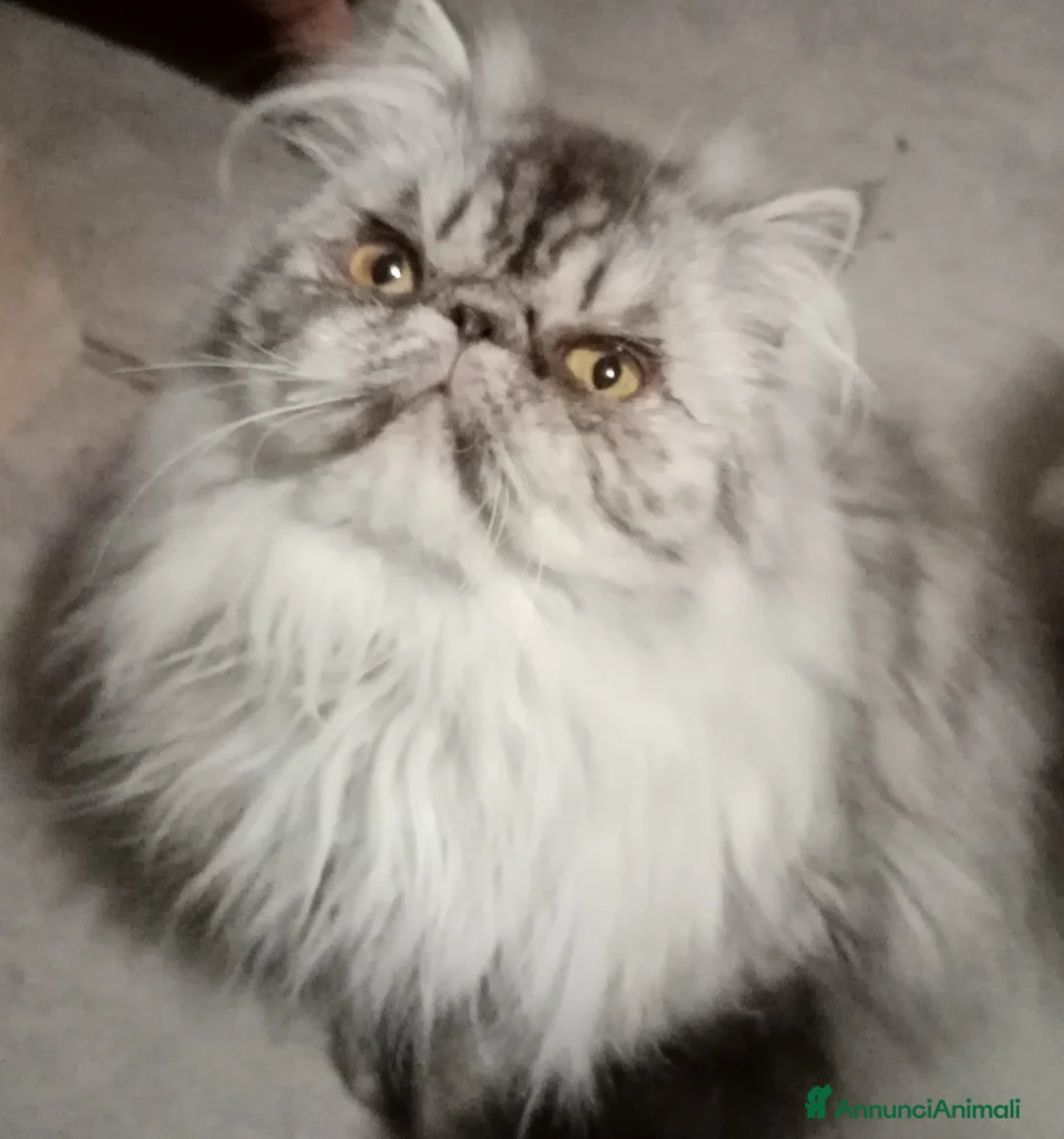 Persiano gatti in vendita: Cuccioloni gatti Persiani pura razza  - Annuncio 2