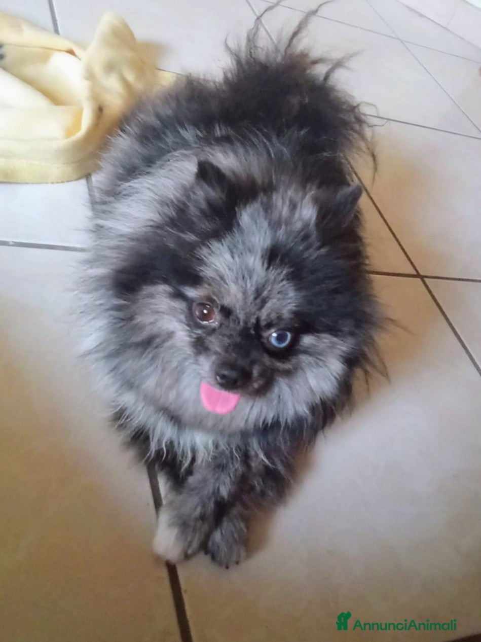 Volpino Pomerania cani POMERANIA  - Annuncio 5