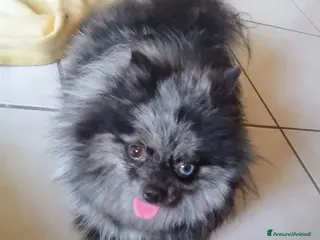 Volpino Pomerania cani POMERANIA - Annuncio 5