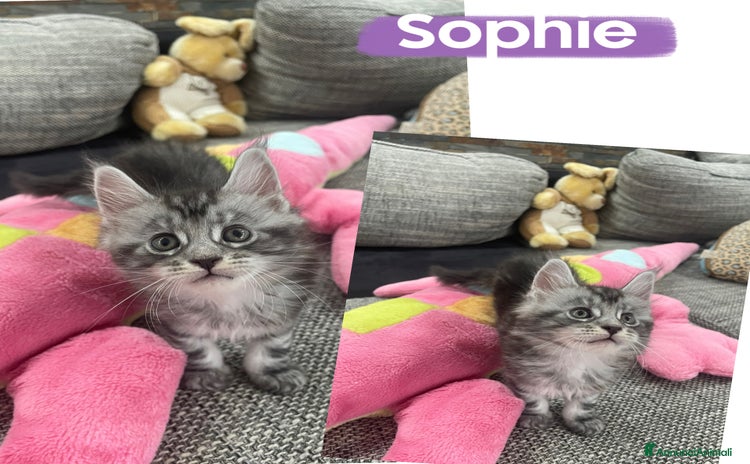 Maine Coon gatti a Provincia autonoma di Bolzano - Alto Adige - Annuncio 4