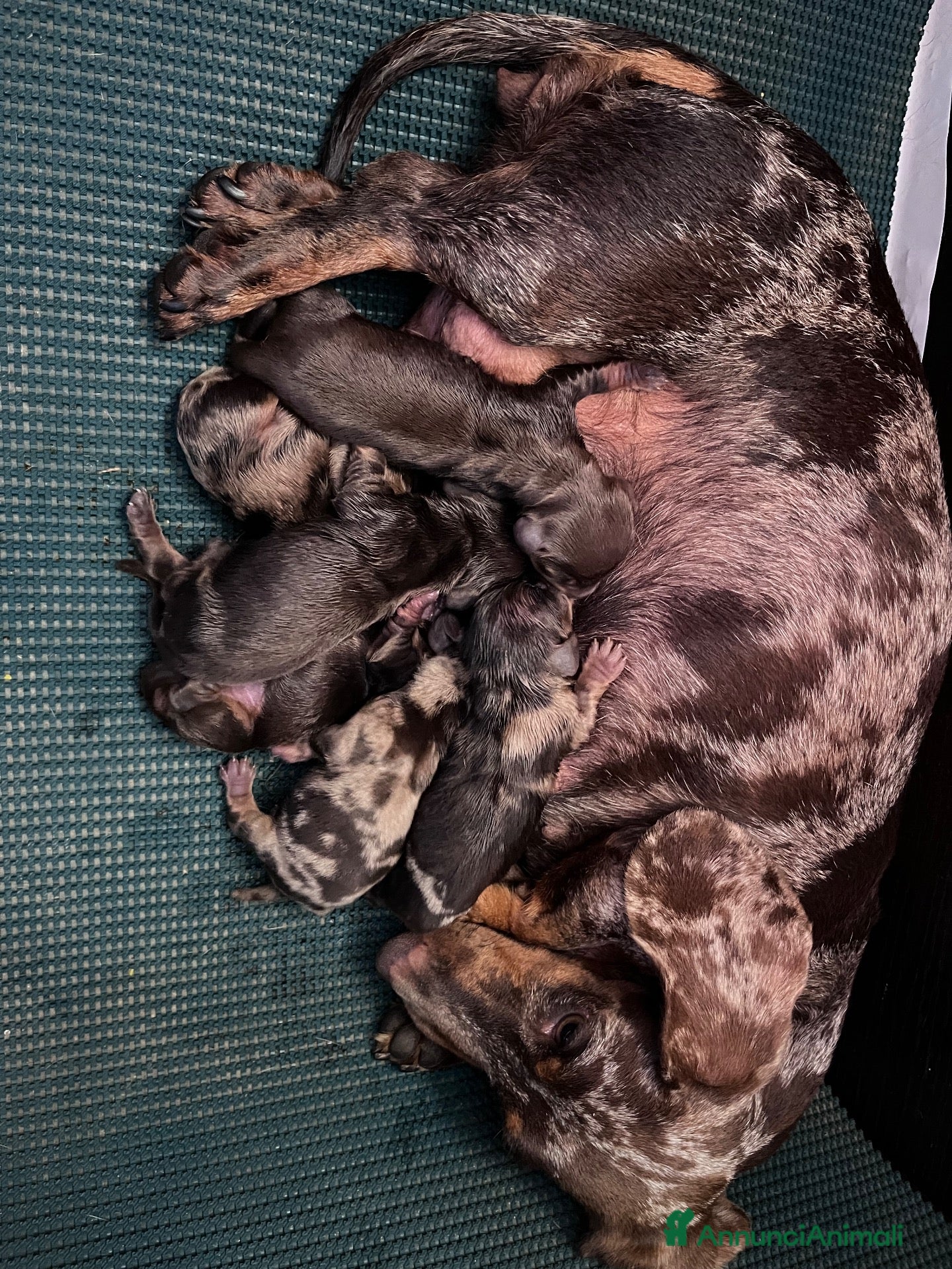 Bassotto cani Cuccioli bassotti kaninkeen  - Annuncio 14