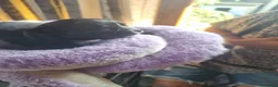 Chihuahua cani in vendita: Cuccioli di chihuahua toy  - Annuncio 2