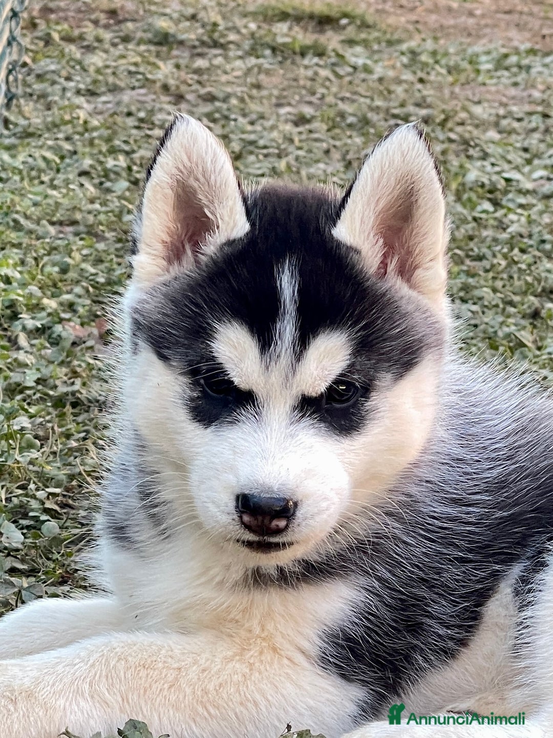 Husky cani in vendita: Cuccioli Siberian Husky Pedigree ENCI - Annuncio 5