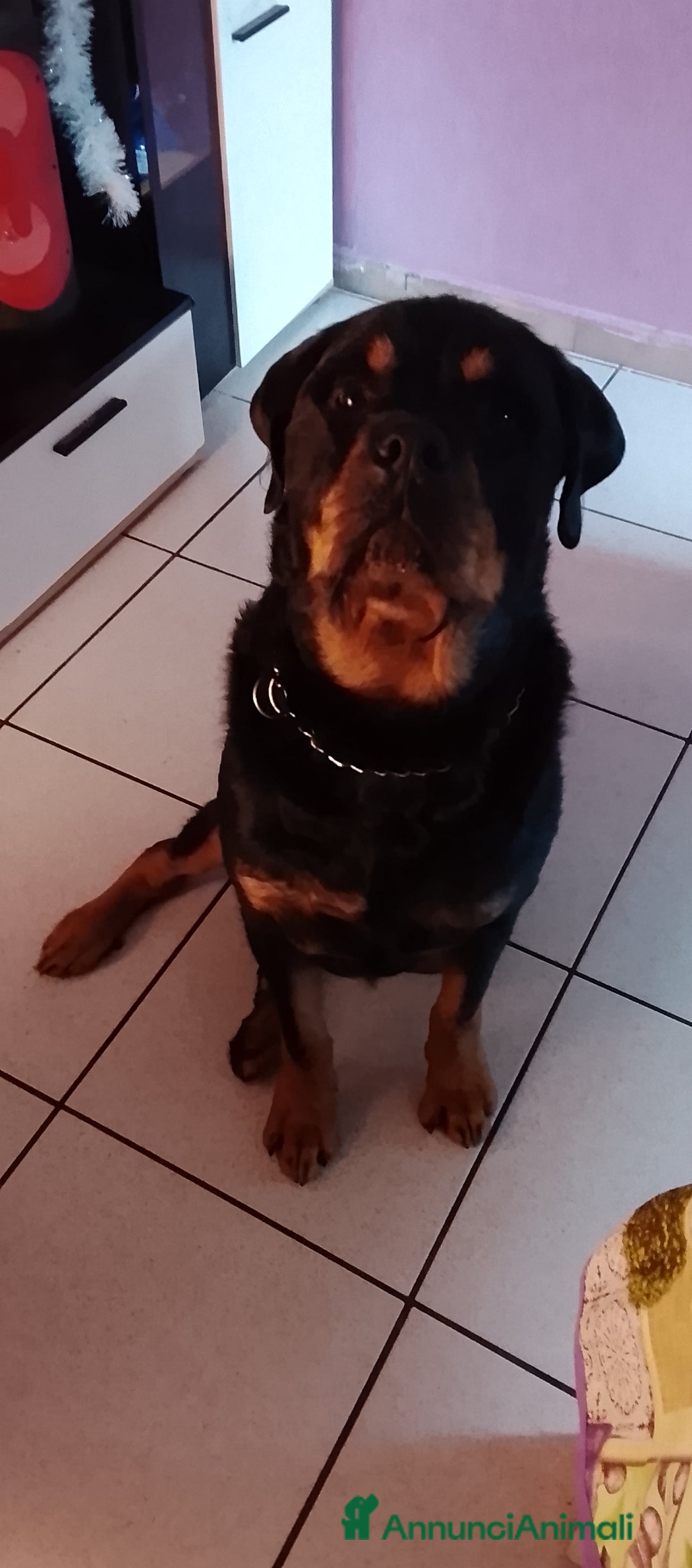 Rottweiler cani in regalo: Regalo rottweiler  - Annuncio 1